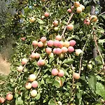 בית כפרי Bulcrini Sant Isidoro (Sardinia)