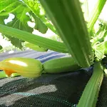Bulcrini בית כפרי