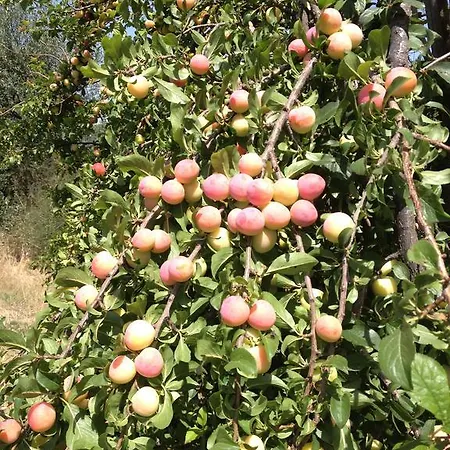 בית כפרי Bulcrini Sant Isidoro (Sardinia)