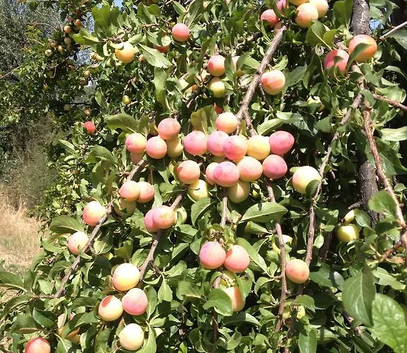 Kır Evi Bulcrini Sant Isidoro (Sardinia)