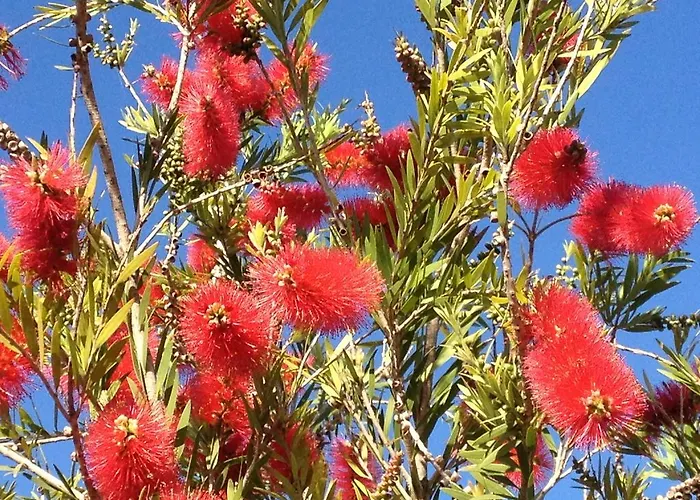 Bulcrini Sant Isidoro (Sardinia)